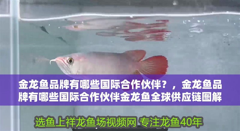 金龍魚品牌有哪些國際合作伙伴？，金龍魚品牌有哪些國際合作伙伴金龍魚全球供應鏈圖解