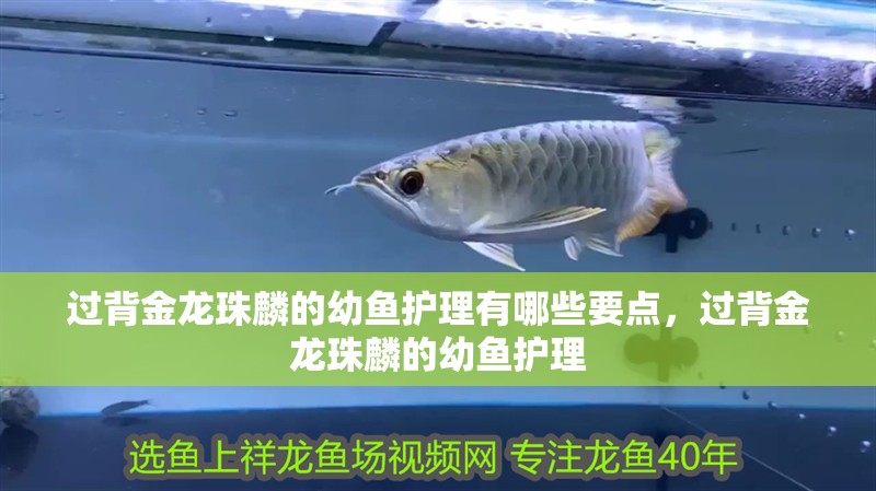 過背金龍珠麟的幼魚護(hù)理有哪些要點，過背金龍珠麟的幼魚護(hù)理
