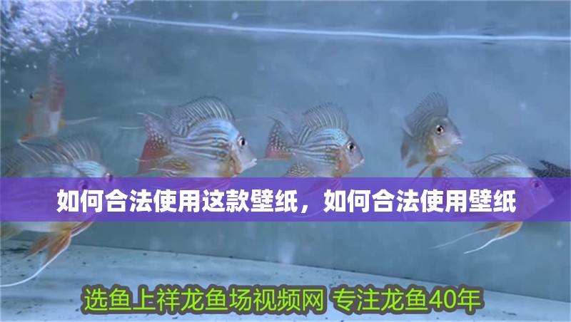 如何合法使用這款壁紙，如何合法使用壁紙