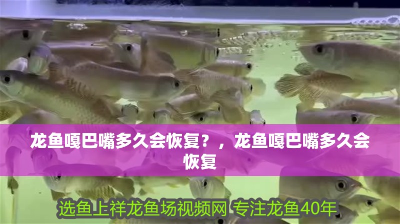 龍魚嘎巴嘴多久會恢復？，龍魚嘎巴嘴多久會恢復