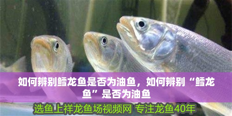 如何辨別鱈龍魚是否為油魚，如何辨別“鱈龍魚”是否為油魚