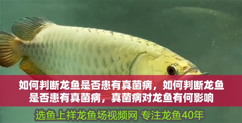 如何判斷龍魚是否患有真菌病，如何判斷龍魚是否患有真菌病，真菌病對龍魚有何影響