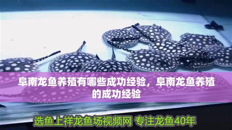 阜南龍魚養殖有哪些成功經驗，阜南龍魚養殖的成功經驗