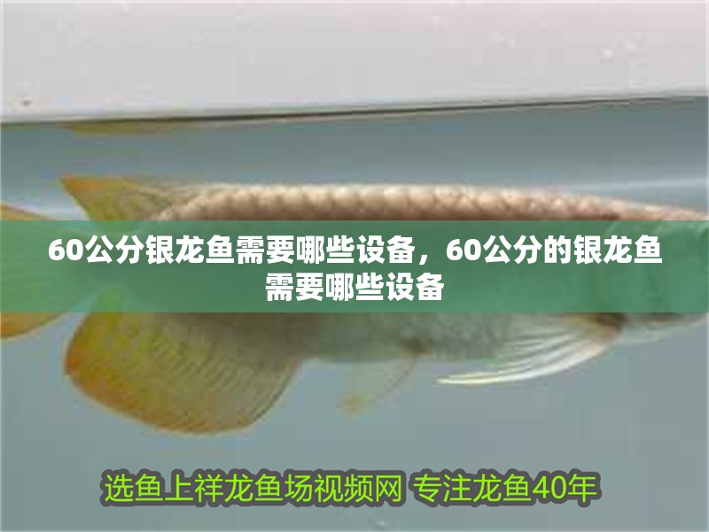 60公分銀龍魚需要哪些設備，60公分的銀龍魚需要哪些設備