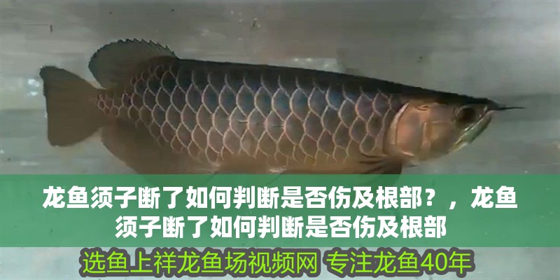 龍魚須子斷了如何判斷是否傷及根部？，龍魚須子斷了如何判斷是否傷及根部