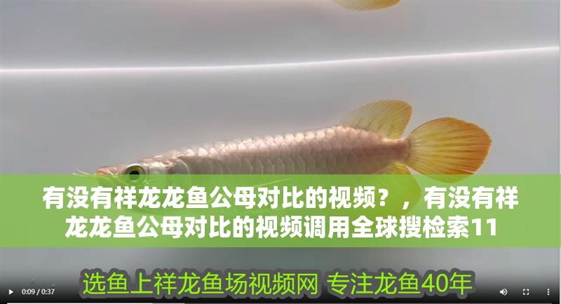 有沒有祥龍龍魚公母對比的視頻？，有沒有祥龍龍魚公母對比的視頻調用全球搜檢索11