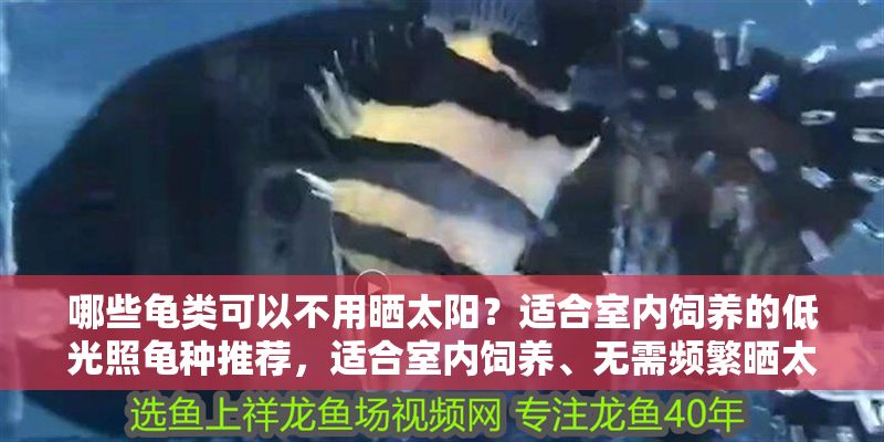 哪些龜類可以不用曬太陽？適合室內飼養的低光照龜種推薦，適合室內飼養、無需頻繁曬太陽的低光照龜種推薦