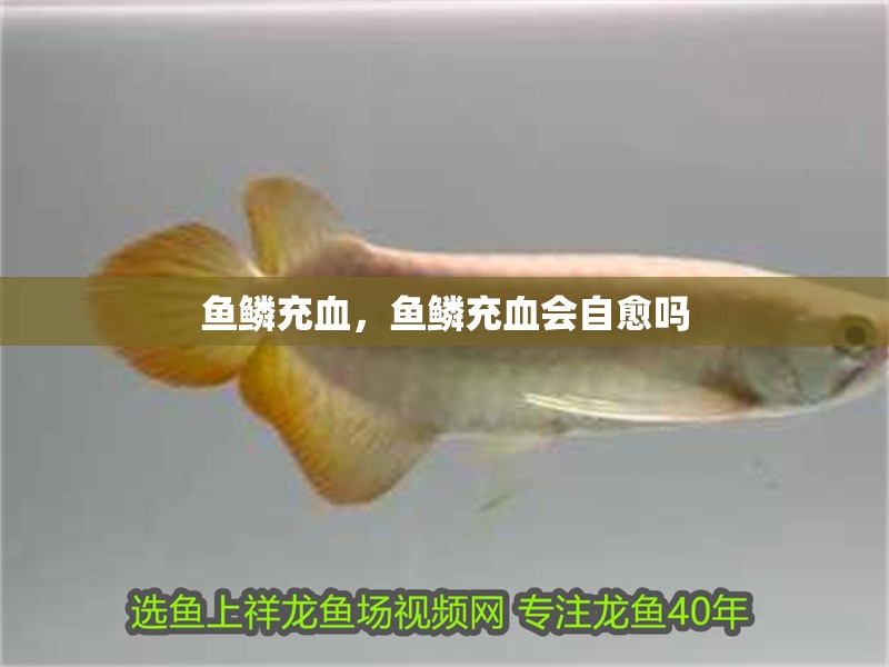 魚鱗充血，魚鱗充血會自愈嗎
