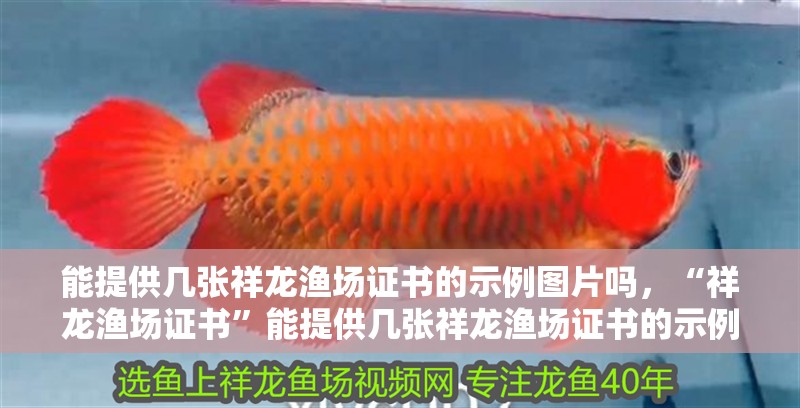 能提供幾張祥龍漁場證書的示例圖片嗎，“祥龍漁場證書”能提供幾張祥龍漁場證書的示例圖片嗎