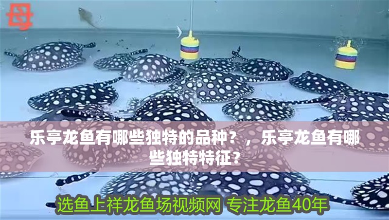 樂亭龍魚有哪些獨特的品種？，樂亭龍魚有哪些獨特特征？