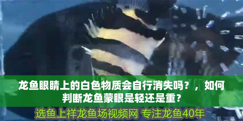 龍魚眼睛上的白色物質會自行消失嗎？，如何判斷龍魚蒙眼是輕還是重？