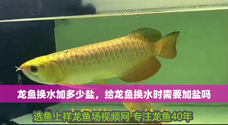 龍魚換水加多少鹽，給龍魚換水時需要加鹽嗎 龍魚換水加多少鹽，給龍魚換水時需要加鹽嗎 龍魚百科 第2張