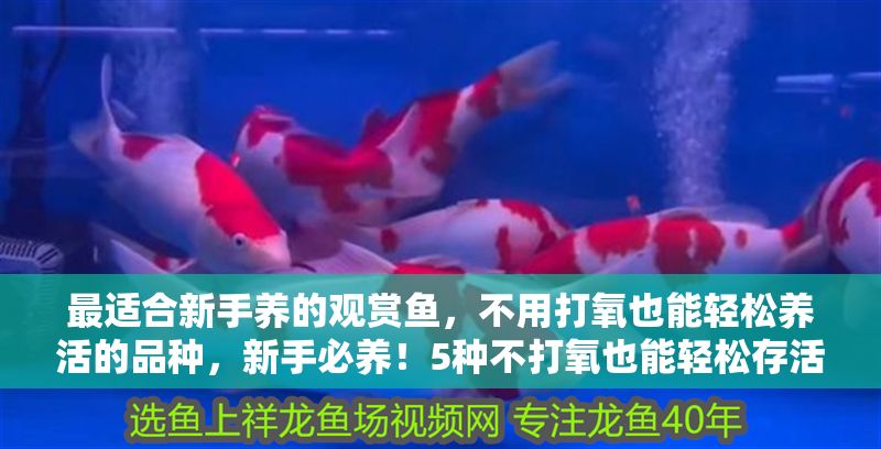 最適合新手養(yǎng)的觀賞魚，不用打氧也能輕松養(yǎng)活的品種，新手必養(yǎng)！5種不打氧也能輕松存活的觀賞魚推薦 最適合新手養(yǎng)的觀賞魚，不用打氧也能輕松養(yǎng)活的品種，新手必養(yǎng)！5種不打氧也能輕松存活的觀賞魚推薦 龍魚百科 第1張