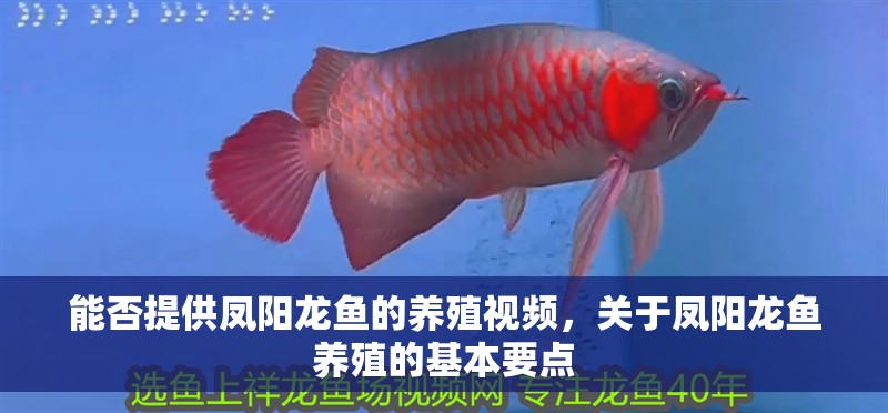 能否提供鳳陽龍魚的養殖視頻，關于鳳陽龍魚養殖的基本要點