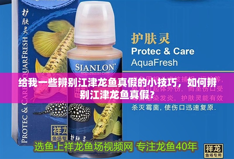 給我一些辨別江津龍魚真假的小技巧，如何辨別江津龍魚真假？
