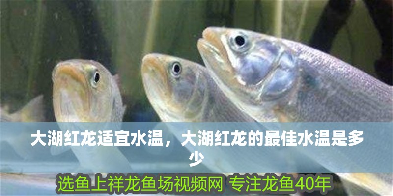 大湖紅龍適宜水溫，大湖紅龍的最佳水溫是多少
