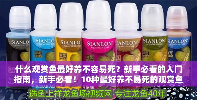 什么觀賞魚最好養不容易死？新手必看的入門指南，新手必看！10種最好養不易死的觀賞魚推薦