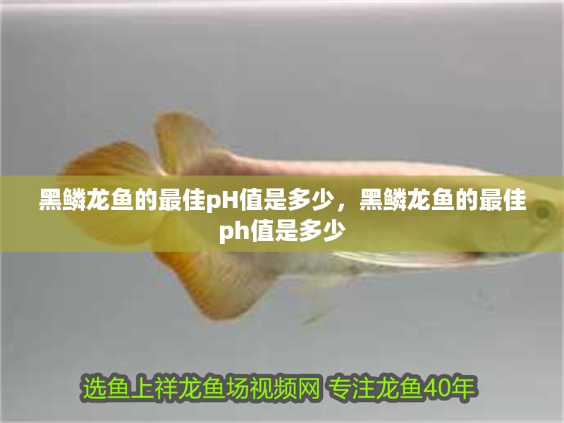 黑鱗龍魚的最佳pH值是多少，黑鱗龍魚的最佳ph值是多少