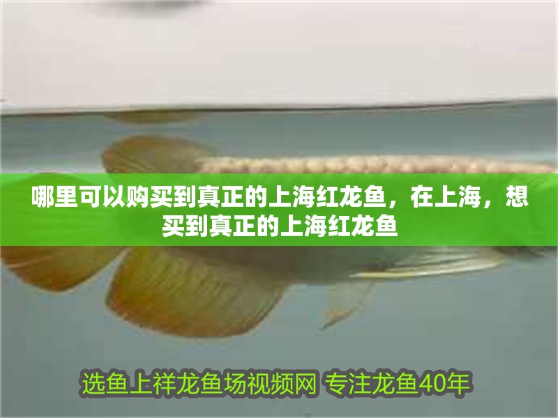哪里可以購買到真正的上海紅龍魚，在上海，想買到真正的上海紅龍魚
