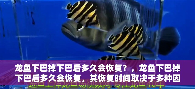 龍魚下巴掉下巴后多久會恢復？，龍魚下巴掉下巴后多久會恢復，其恢復時間取決于多種因素