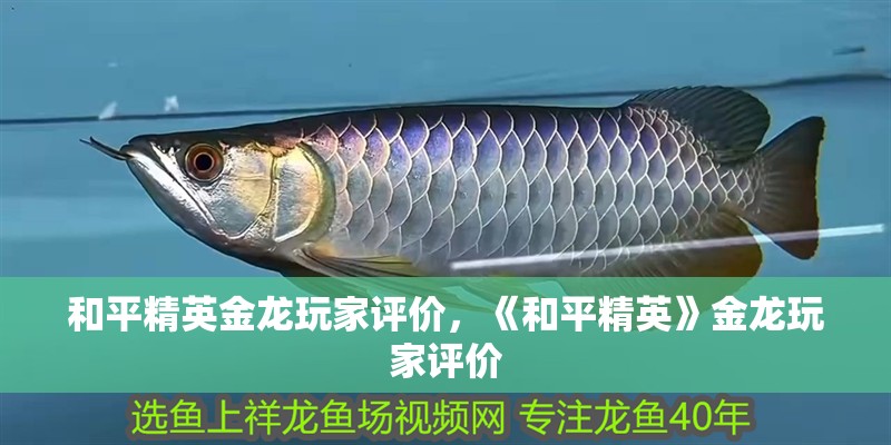 和平精英金龍玩家評價(jià)，《和平精英》金龍玩家評價(jià)