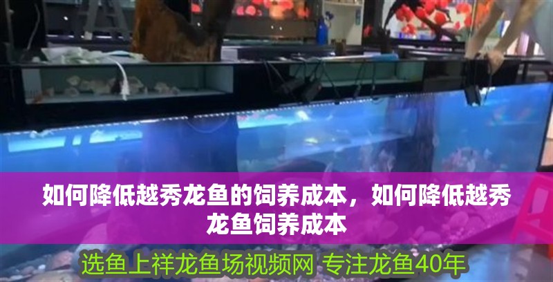 如何降低越秀龍魚的飼養成本，如何降低越秀龍魚飼養成本