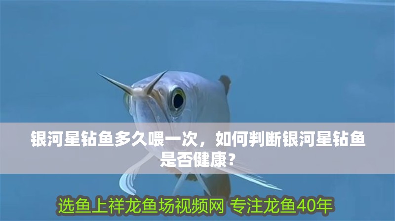 銀河星鉆魚多久喂一次，如何判斷銀河星鉆魚是否健康？