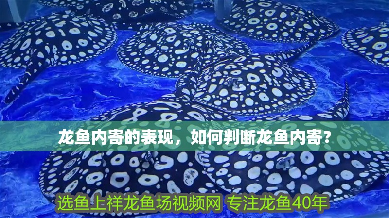 龍魚內寄的表現，如何判斷龍魚內寄？