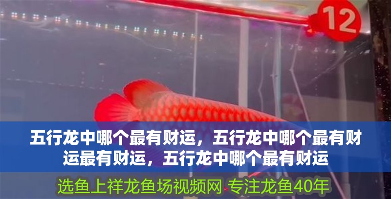 五行龍中哪個最有財運，五行龍中哪個最有財運最有財運，五行龍中哪個最有財運