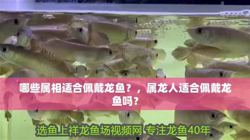 哪些屬相適合佩戴龍魚？，屬龍人適合佩戴龍魚嗎？