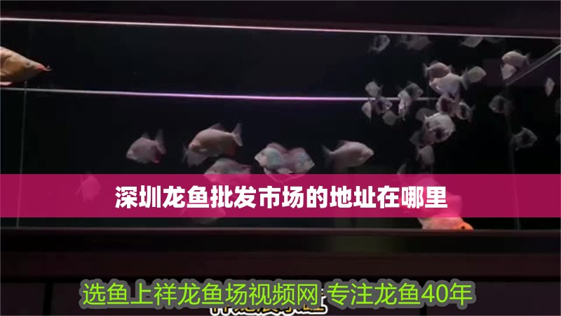 深圳龍魚批發市場的地址在哪里
