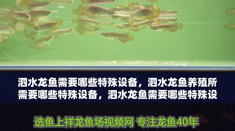 泗水龍魚需要哪些特殊設備，泗水龍魚養殖所需要哪些特殊設備，泗水龍魚需要哪些特殊設備