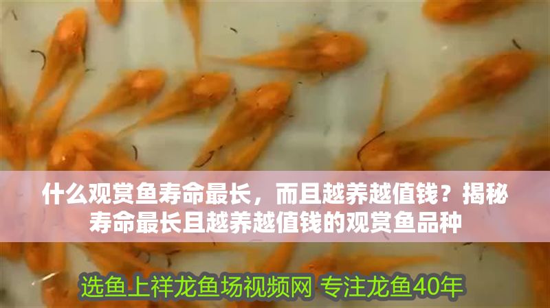 什么觀賞魚壽命最長,而且越養越值錢?揭秘壽命最長且越養越值錢的觀賞魚品種 龍魚百科 第1張 什么觀賞魚壽命最長,而且越養越值錢?揭秘壽命最長且越養越值錢的觀賞魚品種 什么觀賞魚壽命最長,而且越養越值錢?揭秘壽命最長且越養越值錢的觀賞魚品種 龍魚百科 第1張