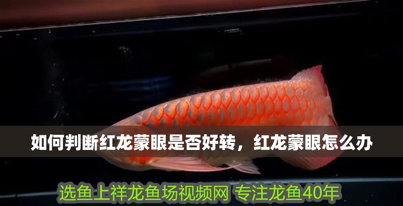 如何判斷紅龍蒙眼是否好轉(zhuǎn)，紅龍蒙眼怎么辦
