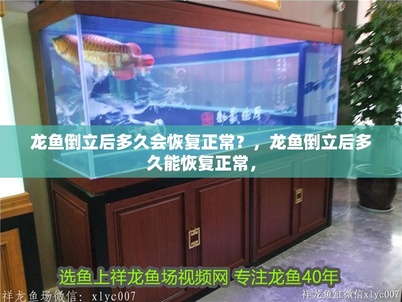 龍魚倒立后多久會恢復(fù)正常？，龍魚倒立后多久能恢復(fù)正常，