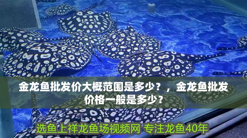 金龍魚批發價大概范圍是多少？，金龍魚批發價格一般是多少？