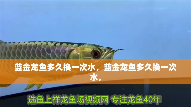 藍金龍魚多久換一次水，藍金龍魚多久換一次水，