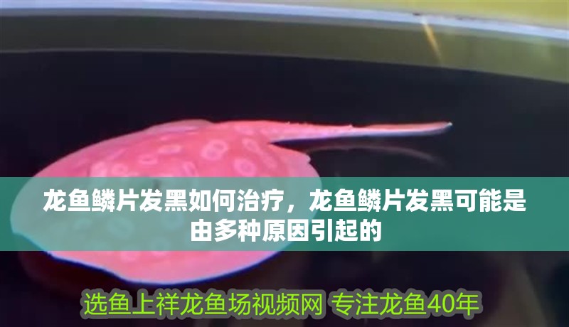 龍魚(yú)鱗片發(fā)黑如何治療，龍魚(yú)鱗片發(fā)黑可能是由多種原因引起的