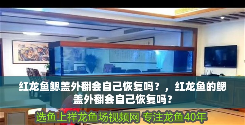 紅龍魚鰓蓋外翻會自己恢復(fù)嗎？，紅龍魚的鰓蓋外翻會自己恢復(fù)嗎？