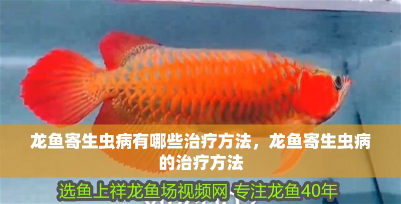 龍魚寄生蟲(chóng)病有哪些治療方法，龍魚寄生蟲(chóng)病的治療方法