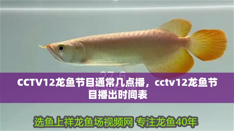 CCTV12龍魚節目通常幾點播，cctv12龍魚節目播出時間表