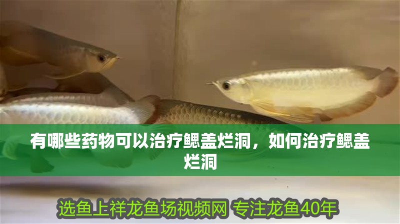 有哪些藥物可以治療鰓蓋爛洞，如何治療鰓蓋爛洞