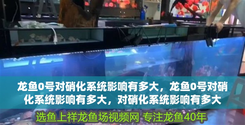 龍魚0號對硝化系統影響有多大，龍魚0號對硝化系統影響有多大，對硝化系統影響有多大