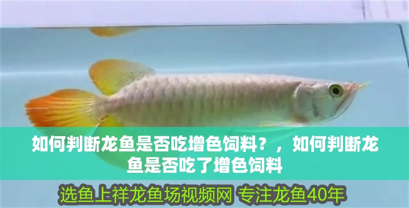 如何判斷龍魚是否吃增色飼料？，如何判斷龍魚是否吃了增色飼料