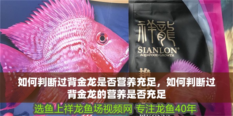 如何判斷過背金龍是否營養充足，如何判斷過背金龍的營養是否充足