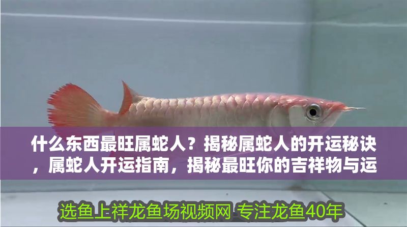 什么東西最旺屬蛇人？揭秘屬蛇人的開運秘訣，屬蛇人開運指南，揭秘最旺你的吉祥物與運勢秘訣