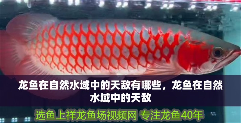 龍魚在自然水域中的天敵有哪些，龍魚在自然水域中的天敵