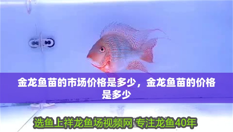 金龍魚(yú)苗的市場(chǎng)價(jià)格是多少，金龍魚(yú)苗的價(jià)格是多少