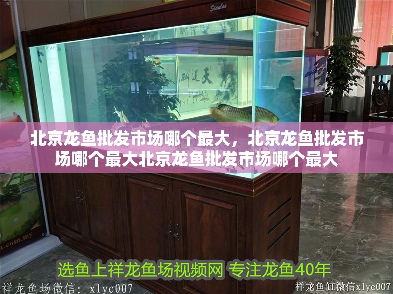 北京龍魚批發市場哪個最大，北京龍魚批發市場哪個最大北京龍魚批發市場哪個最大