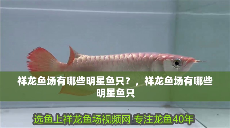 祥龍魚場有哪些明星魚只？，祥龍魚場有哪些明星魚只
